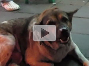 ‘BANGKOK SOI DOGS’ SECOND PART